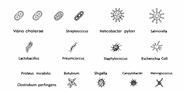 Diverse bacterial shapes and forms a visual guide to microbial morphology