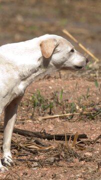 White Stray Dog Barking on Dry Dirt Ground in Thailand