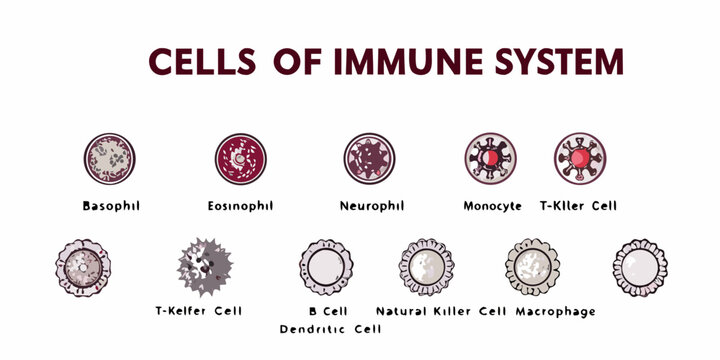 Illustrative depiction of various cells composing the human immune system