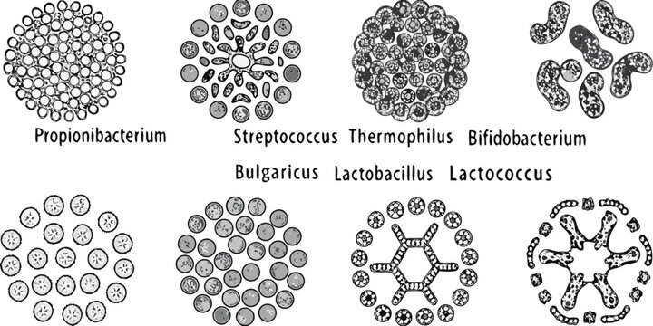 Microscopic view of various bacterial cell shapes and arrangements
