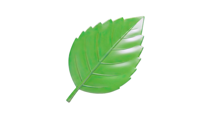 Green leaf with serrated edges on a white background