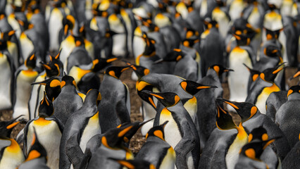 Dozens of King Penguins in Group. Falkland Islands Volunteer Point Colony. Antarctica Travel Excursion Nature Wildlife Documentary Reserve Animals