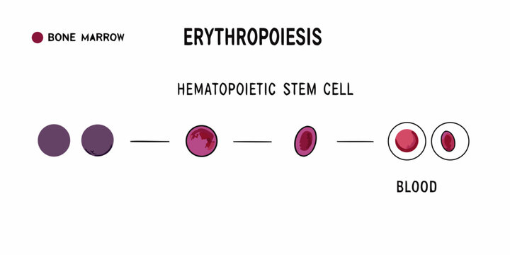 Erythropoiesis process illustration from bone marrow stem cell to mature blood cell