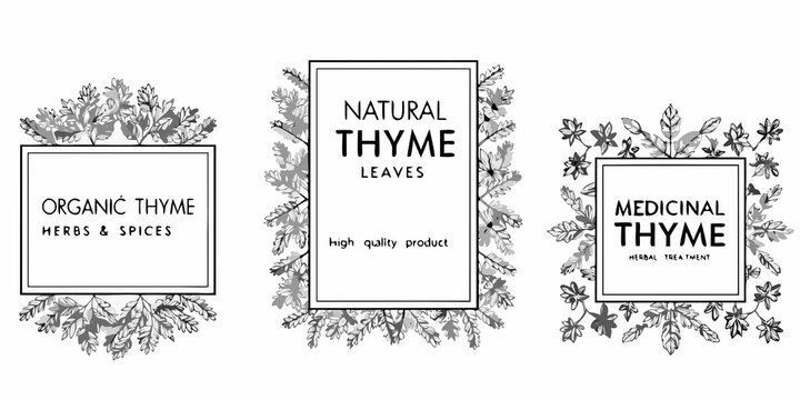 Three botanical frames showcase natural and medicinal thyme leaves with text