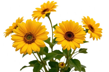 Obraz premium Set of different beautiful flowers on white background. Banner design with different, selection, beautiful, flower, set, decoration, collection