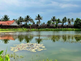 Tranquil Tropical Village Pond with Water Lilies and Coconut Trees