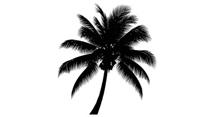 Obraz premium Silhouette of a majestic palm tree against a clean white background creates serenity