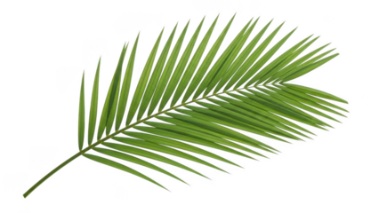 Green palm frond with serrated edges isolated on transparent background palm leaf
