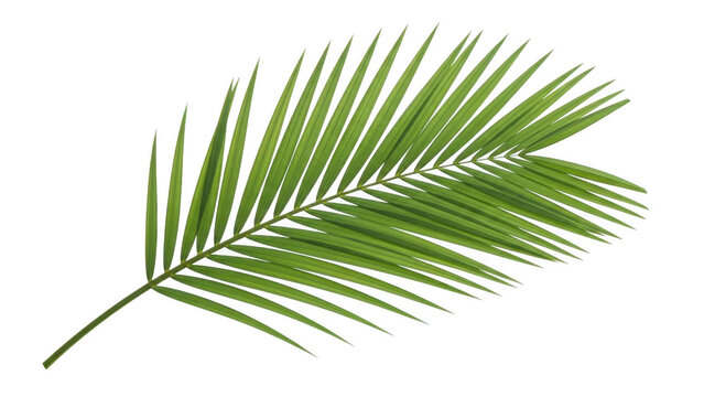 Green palm frond with serrated edges isolated on transparent background palm leaf