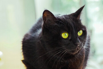 ふわふわとした黒猫