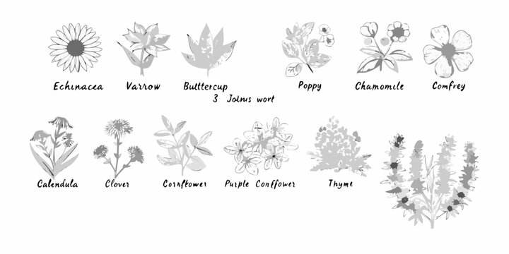 Botanical illustration displaying various wildflowers and medicinal herbs in grayscale