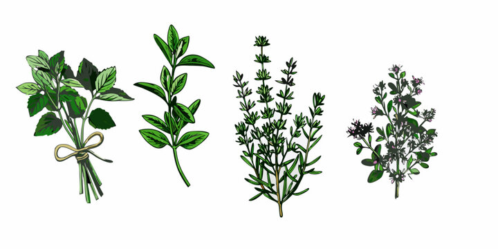 A collection of fresh herb sprigs including mint basil thyme and rosemary