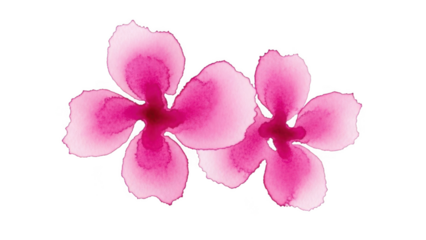 Two pink watercolor flowers isolated on transparent background Keywords: pink flowers