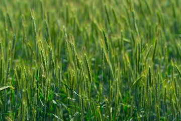 A Beautiful Lush Green Grass Field that is Thriving with a Variety of Growing Plants