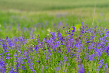 Obraz premium The Vibrant Purple Wildflowers are beautifully spread across a Lush Green Meadow area