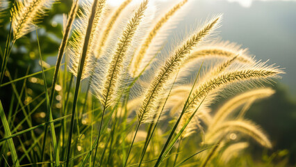 Close-up of backlit ornamental grass plumes glowing in warm morning sunlight.