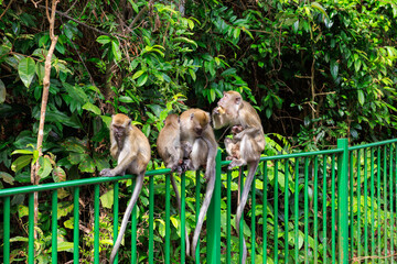 Monkeys sitting on handrail and eating human food in Singapore