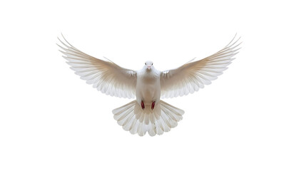 Obraz premium White dove in flight against transparent background