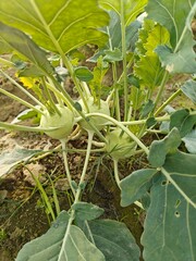 Close up shot of kohlrabi growing on field.