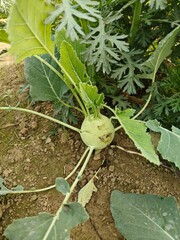 Close up shot of kohlrabi growing on field.