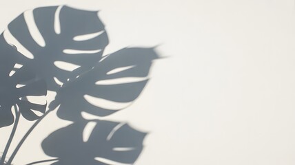 Monstera Leaf Shadows on Light Wall Creating Botanical Minimal Interior and Modern Design Background