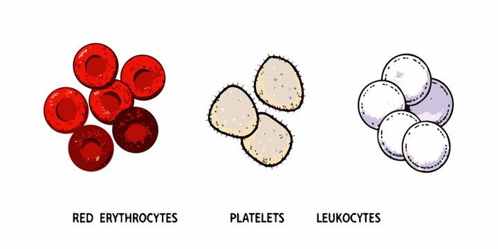 Illustration of human blood components erythrocytes platelets and leukocytes