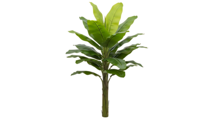 Green banana plant with large leaves on transparent background