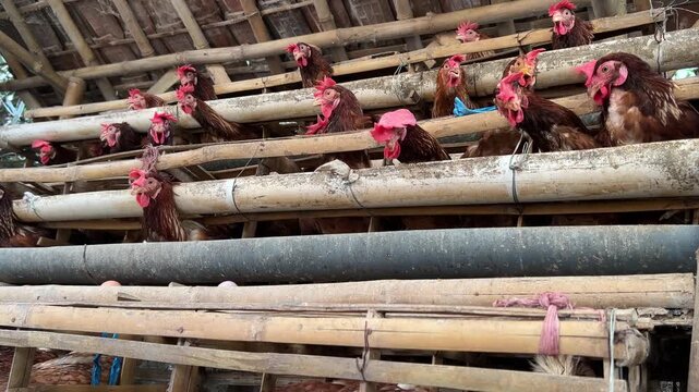 raditional chicken farm with egg-laying hens in a rural environment. Laying hens.