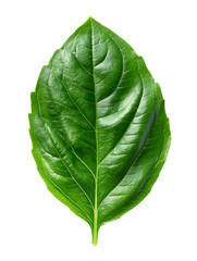 Cut out photo of a basil leaf. Green fresh basil leaf isolated on transparent background, aromatic spice.