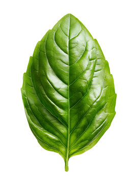 Cut out photo of a basil leaf. Green fresh basil leaf isolated on transparent background, aromatic spice.