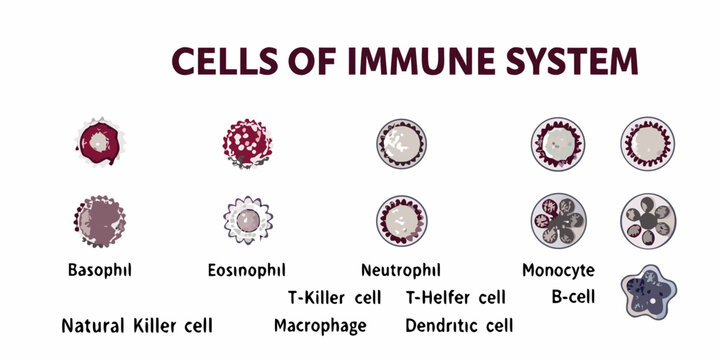 Visual depiction of various cells composing the human immune system