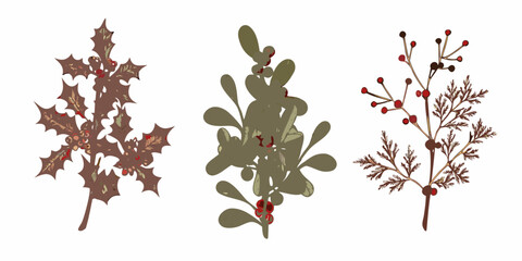 Three botanical illustrations of holly eucalyptus and berry branches © Tarun