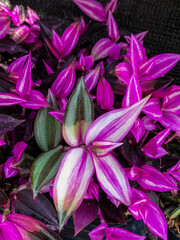 Closeup. A dense cluster of Tradescantia spathacea with striking purple and green variegated leaves, creating a vibrant and textured botanical pattern. 