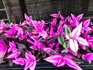 Closeup. A dense cluster of Tradescantia spathacea with striking purple and green variegated leaves, creating a vibrant and textured botanical pattern. 