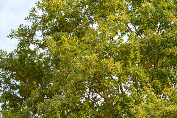 Fototapeta premium A Beautiful and Vibrant Green Tree Canopy Thriving Under a Wide Clear Blue Sky with Warm Sunshine