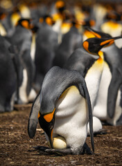 A King Penguin Mother Caring Pushing Egg Under Belly Flap with Beak Falkland Islands Volunteer Point Colony. Antarctica Travel Excursion Wildlife © And They Travel