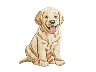 Golden retriever puppy sitting with tongue out on black background