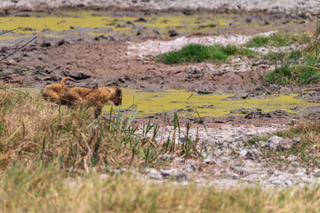 Telephoto of two small lion cubs -Panthera Leo- emerging from behind a bush in the Ngorogoro Crater, Tanzania