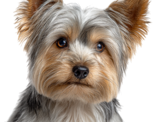 Cute Yorkshire Terrier dog with brown eyes looking forward