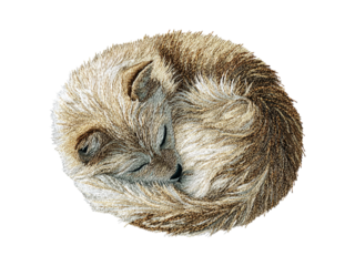 Sleeping cute baby meerkat curled up tight in a ball