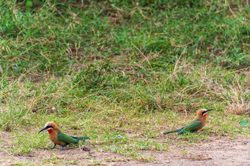 Telephoto of two white-fronted bee-eaters -Merops bullockoides- near Lake Nakuru National park in Kenya