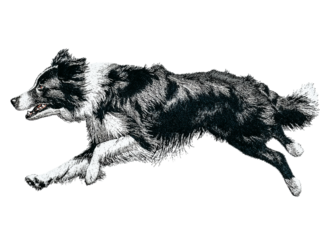 Dynamic Border Collie dog running with motion and energy on black background