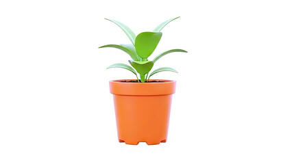 Obraz premium Cartoon Potted Plant