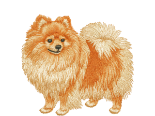 Adorable orange Pomeranian dog with fluffy fur on black background