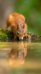 Obraz premium A red squirrel leans to drink water, reflecting in the forest pool