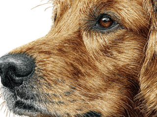 Close-up of a dog's face with brown fur and a black nose