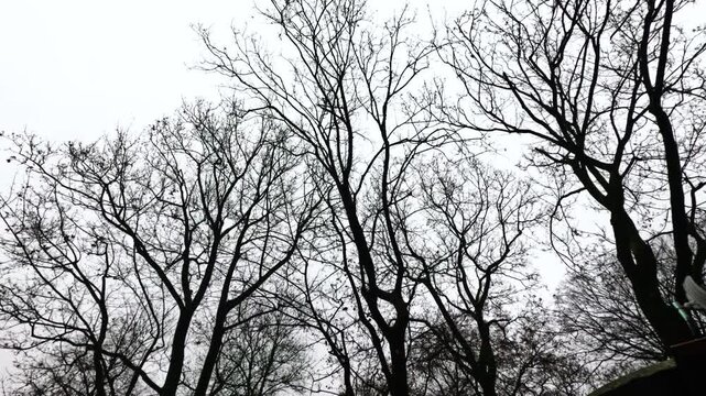 Tall trees with bare branches stretch upwards in a park. The sky is gray and cloudy, creating a winter atmosphere. Leaves are mostly gone, showing the tree structure clearly.