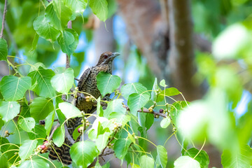 The female Asian Koel on the tree