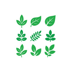 Variety of green leaves on white background for nature designs