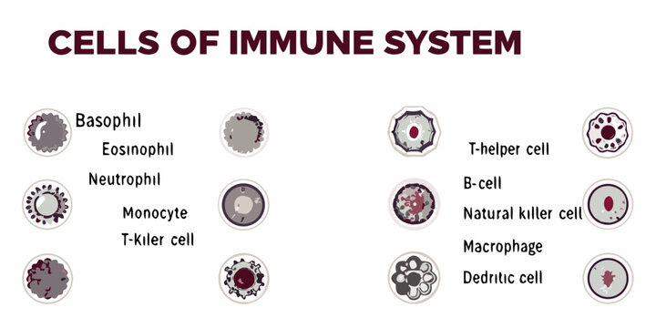 Visual representation of various immune system cells and their microscopic appearances